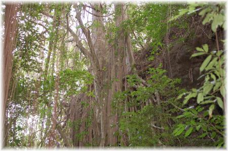 les lianes d'anse noire