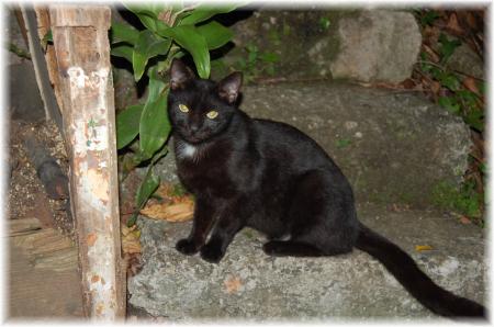 Le chat noir!