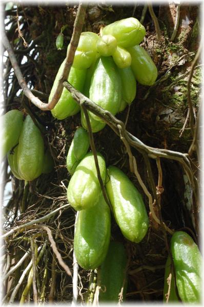 Cornichons péyi