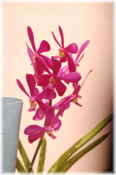 Orchidées